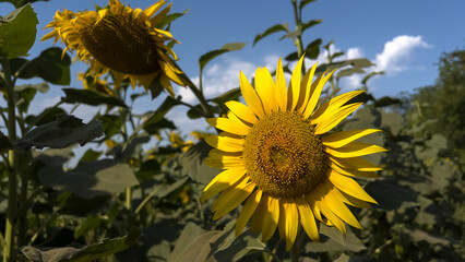 Close-up of a blooming sunflower in a sunny field under a clear blue sky. Perfect for themes of nature, agriculture, summer, sustainability, and organic farming.
