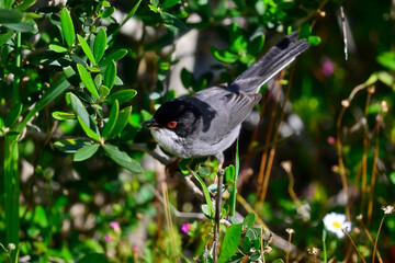 Samtkopf-Grasmücke // Sardinian warbler (Curruca melanocephala) 