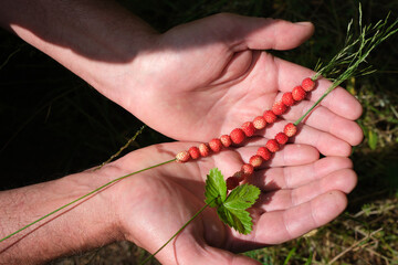 Woodland or wild strawberries strung on grass straw in man's hands. Dewy summer morning, berry...