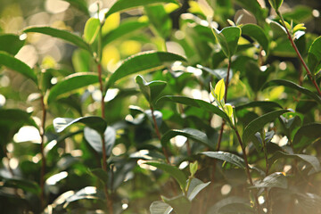 Close-up of growth green tea leaf in the organic tea farm, tea plantation background. Closeup fresh nature green tea leaves plant