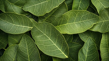 Fototapeta premium Lush green leaves texture background. Close-up view of vibrant, overlapping foliage with visible veins.