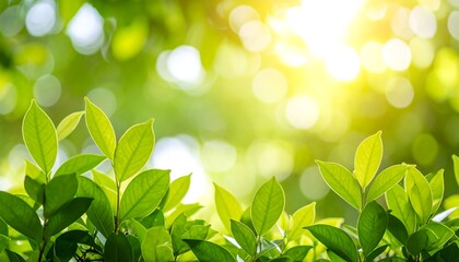 Lush green foliage in bright sunlight, bokeh background