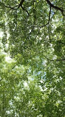 A stunning view of a tree canopy filled with delicate white flowers during springtime. The fresh green leaves enhance the beauty of the blossoms, symbolizing nature s renewal.