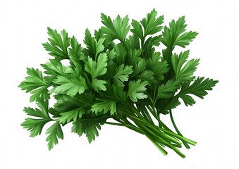 Fresh Green Parsley Bunch Isolated on White Background with Vibrant Leaves and Stems in High Detail