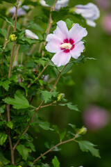 Close-up of Pink Hibiscus Syriacus Flower with Green Leaves
