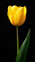 Isolated golden tulip, dark background Stylish floral art , macro, sharp