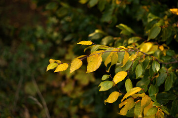 A close-up shot of yellow autumn leaves on a branch with a blurred forest background.