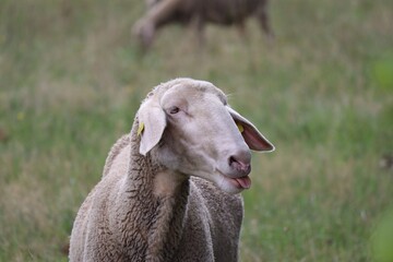 sticking out Tongue