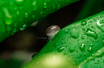 insect macro photography 