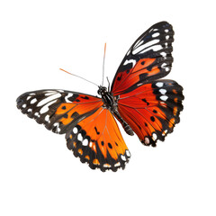 Vivid orange and black butterfly in flight