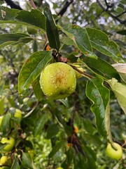 Freshness of nature — a green apple hanging from a branch, covered in raindrops. A symbol of purity and life.