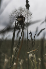 Detail of a blooming dandelion in a summer field, soft light and natural atmosphere.