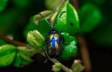 insect macro photography 