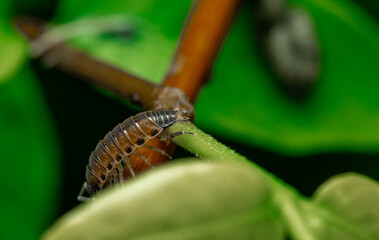 insect macro photography 