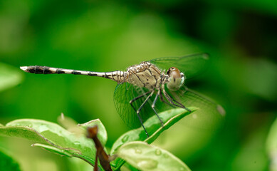 insect macro photography 
