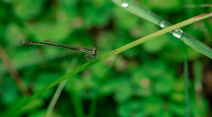 insect macro photography 