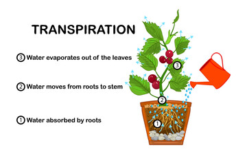 Transpiration stages in plants.Diagram showing transpiration in plant.Water upward motion explanation with educational scheme.Process of water movement through plant and evaporation from leaves.Vector