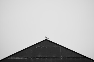 Single seagull sitting on the peak of industrial rooftop in minimal black and white photo...