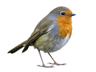 European Robin Bird With Orange Breast isolated on a transparent background image