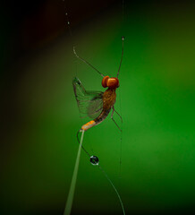 insect macro photography 