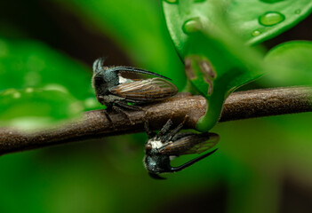 insect macro photography 