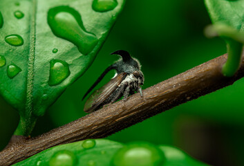 insect macro photography 