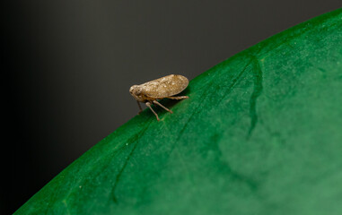 insect macro photography 