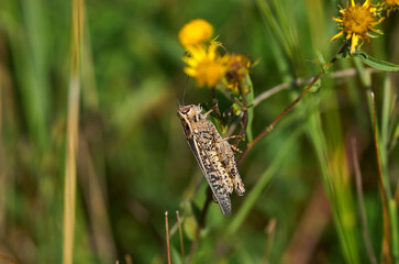 Short-horned grasshopper