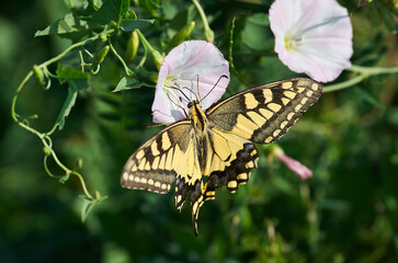 Papilio machaon