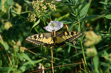 Old World swallowtail