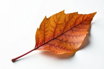 One curled brown leaf against pure white, showing vein detail , dried leaf, color, natural
