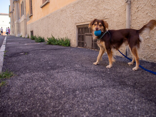 A happy brown mixed-breed dog stands on a leash holding a blue ball in its mouth on a paved path in...