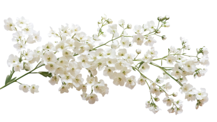 Real White Flowers Fresh Natural Petals Blooming Isolated on White Background
