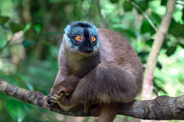Brown lemur - Common Brown Lemur – Eulemur fulvus, Madagascar.