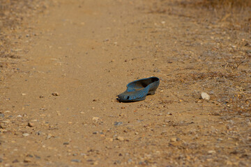 A single, worn blue plastic shoe lies abandoned on a dry, dusty dirt path