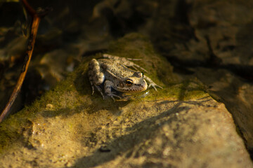 Solitary Frog on the stone in Golden Light