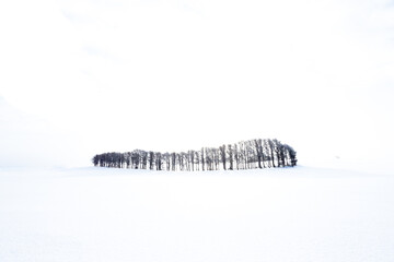 Trees in a snowy field, image processing