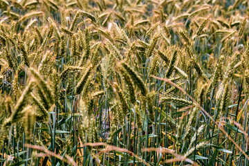 Golden wheat field swaying gently in the breeze during summer in the countryside