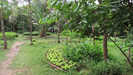 Fototapeta premium Beautiful nature in the botanical garden in Siem Reap, Cambodia in November