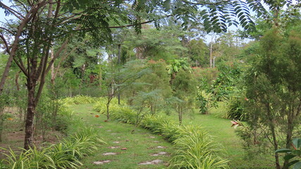 Obraz premium Beautiful nature in the botanical garden in Siem Reap, Cambodia in November