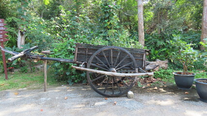 Obraz premium Beautiful nature in the botanical garden in Siem Reap, Cambodia in November