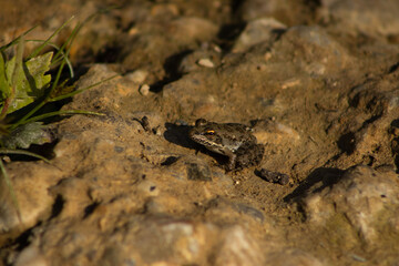 Solitary Frog in Golden Light