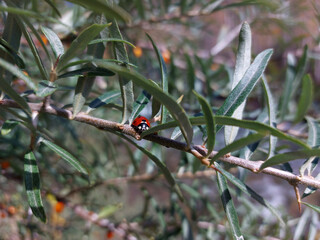 Ladybug on sea buckthorn branch