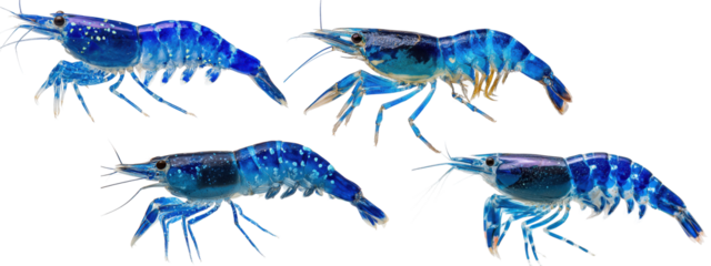 Four Blue Freshwater Shrimps Isolated