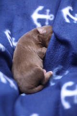 A brown puppy is sleeping on a blue blanket with anchors on it