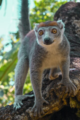 The crowned lemur (Eulemur coronatus) , Madagascar. 