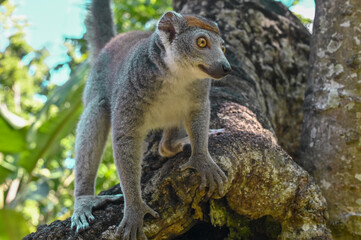 The crowned lemur (Eulemur coronatus) , Madagascar. 