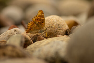 Apatura ilia