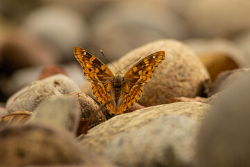 Apatura ilia