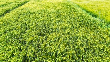 Vibrant green field bordered by forest trees